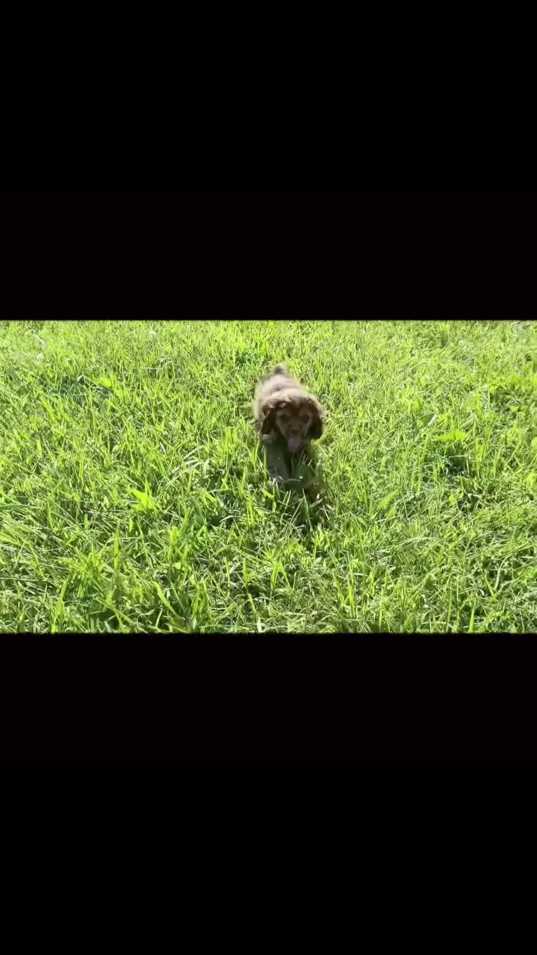 Cocker Spaniel dogs for sale: Tater pop - Video 1