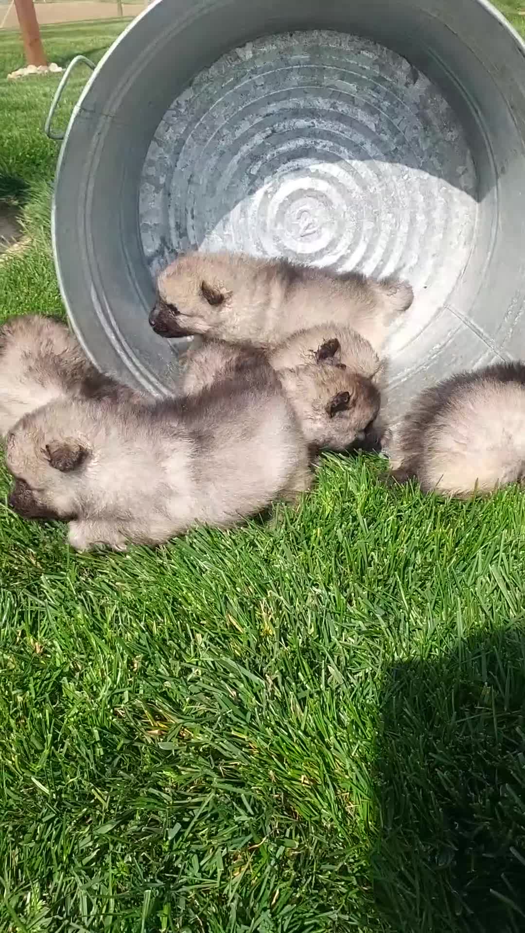 Keeshond dogs for sale: Austin - Video 4