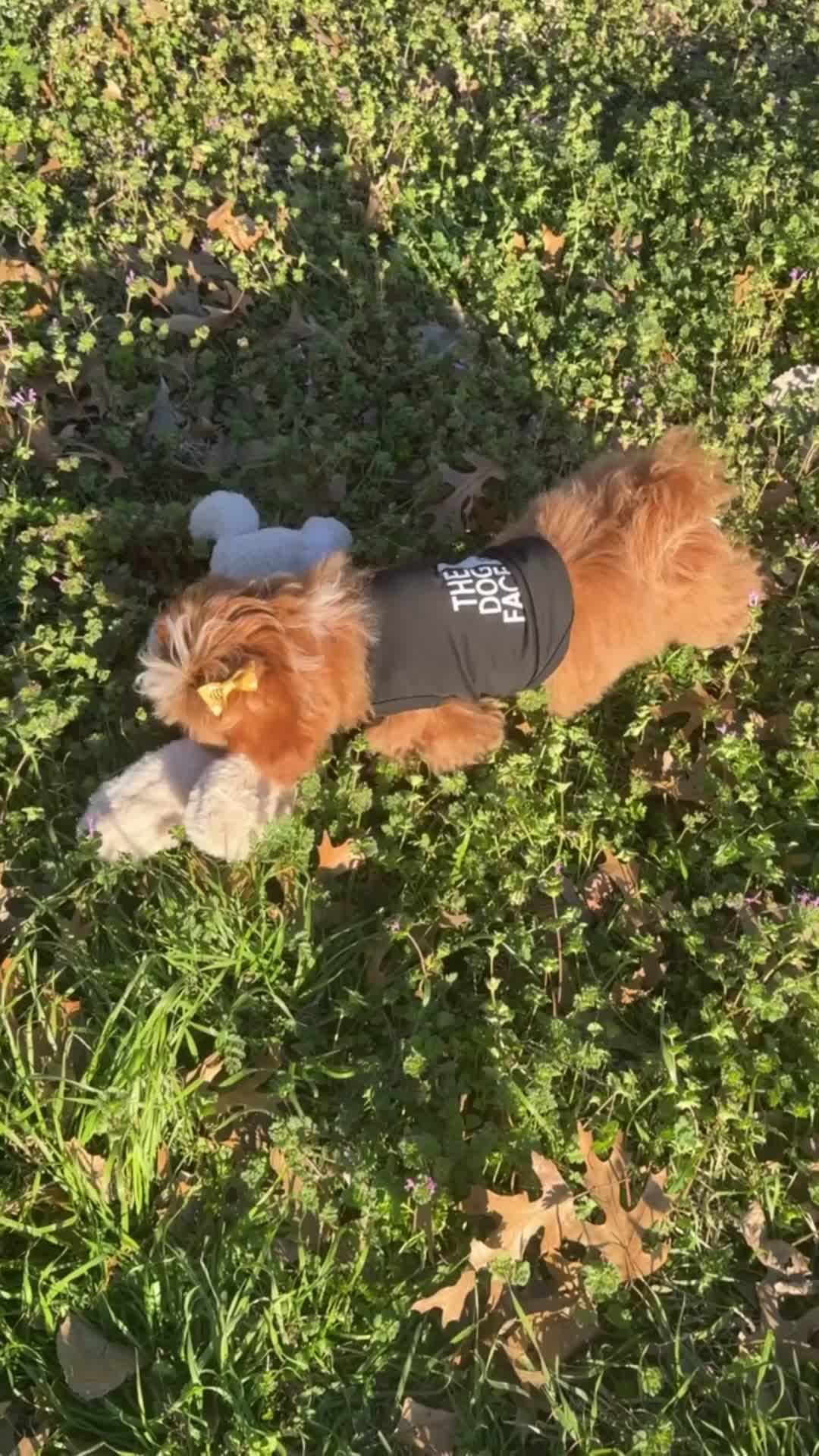 Mixed Breed dogs for sale: Mixed Breed Puppy 3 - Video 1