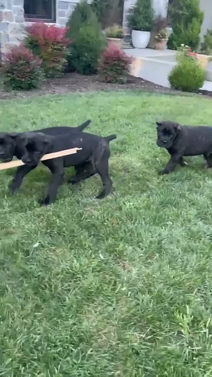 Cane Corso dogs for sale: Rosie - Video 1