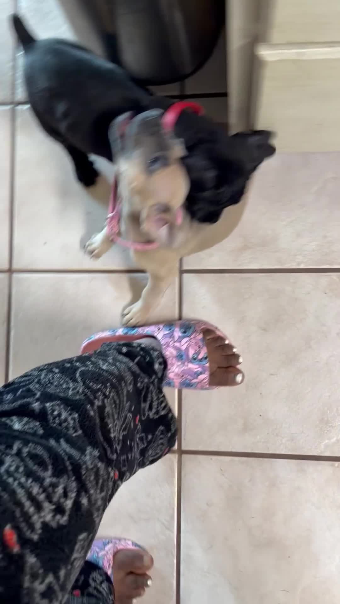 Cane Corso dogs for sale: Beyoncé  - Video 6