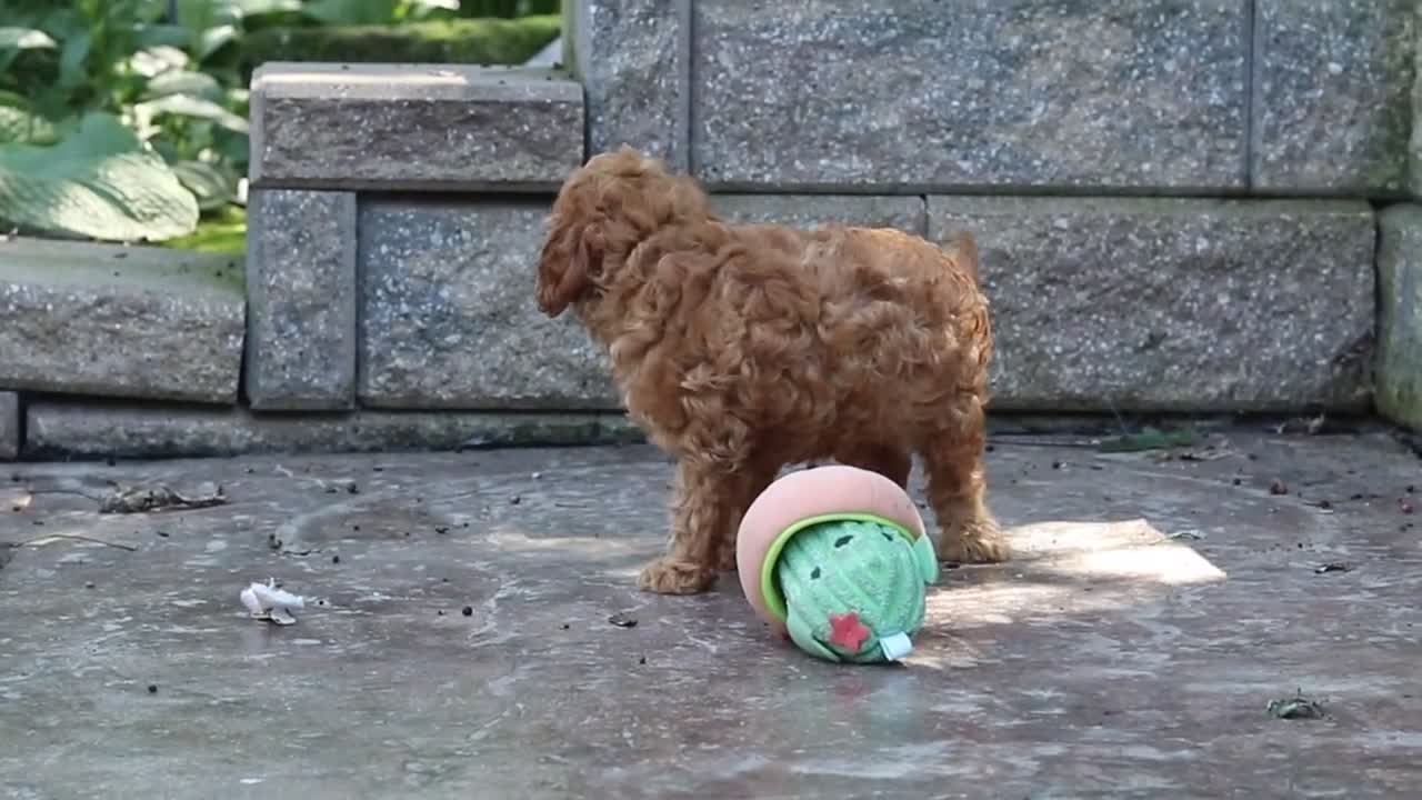 Cavapoo dogs for sale: Connor - Video 5