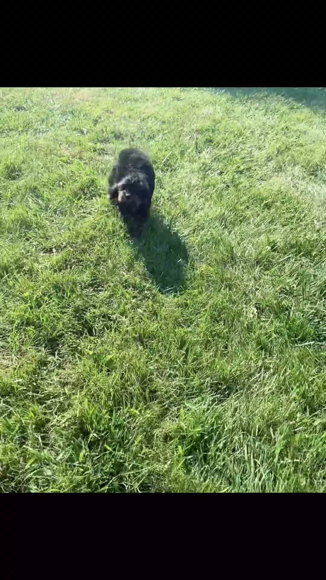 Cavapoo dogs for sale: Mindy - Video 1