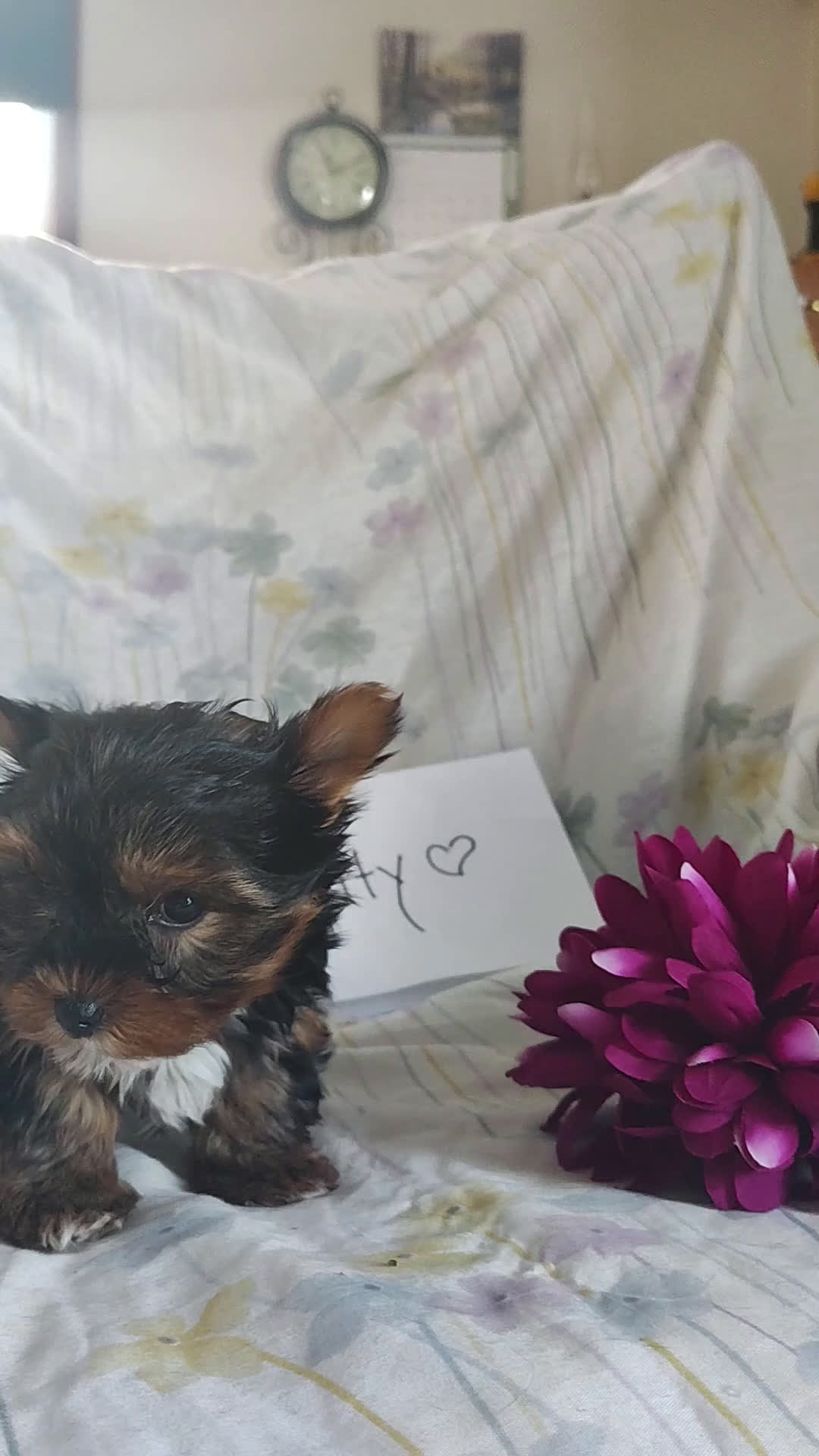 Yorkshire Terrier dogs for sale: Kitty - Video 1