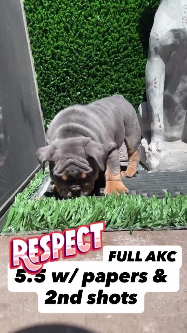 English Bulldog dogs for sale: English Bulldog Puppy 2 - Video 4
