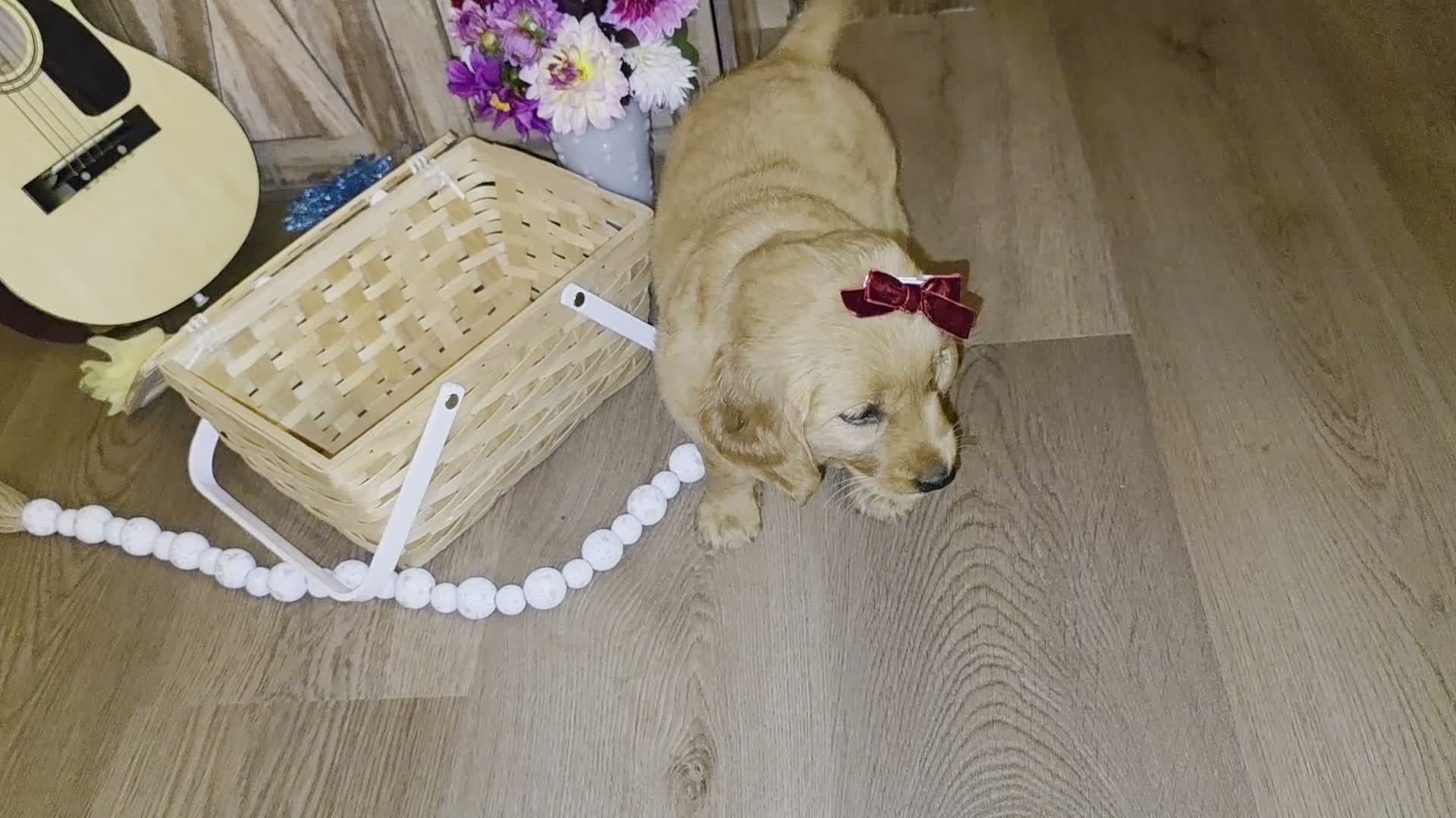 Golden Retriever dogs for sale:  Lucy - Video 1