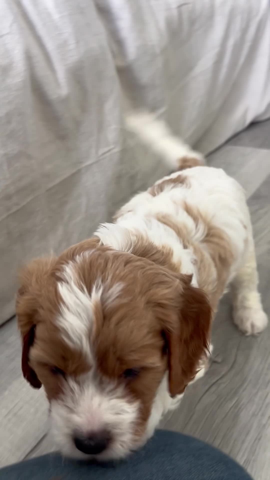Cavapoo dogs for sale: Kiana  - Video 1