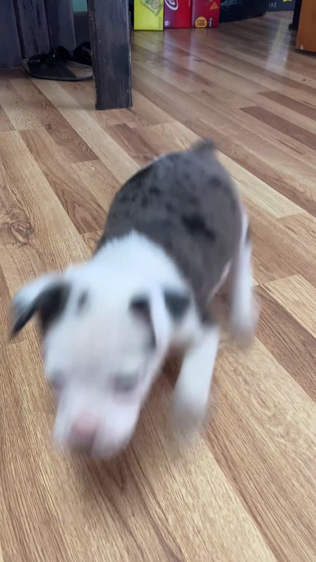 Mixed Breed dogs for sale: Jackson - Video 2