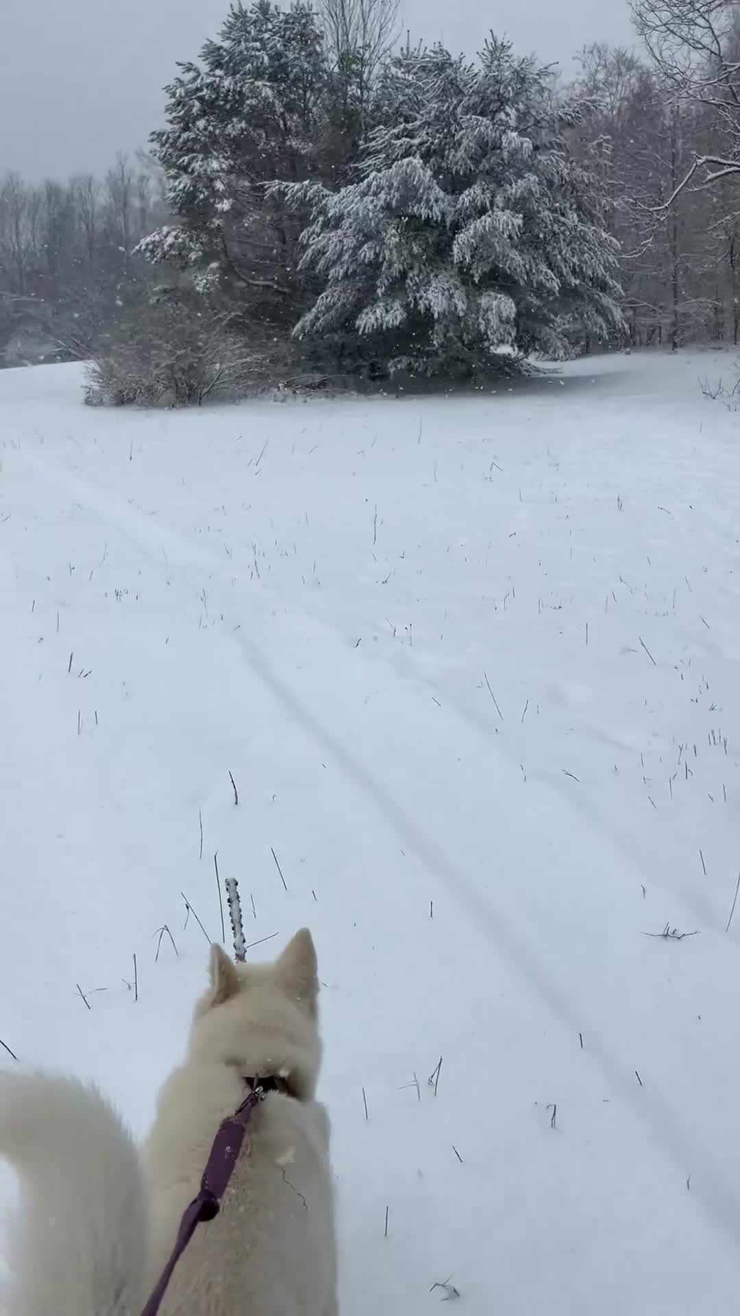 Siberian Husky dogs for sale: Moose 🫎  - Video 1