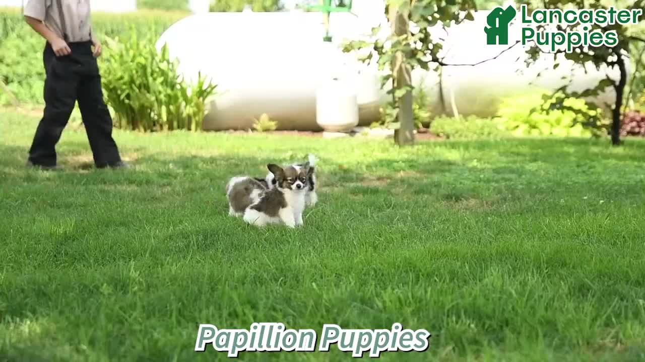 Papillon dogs for sale: Pierce - Video 1