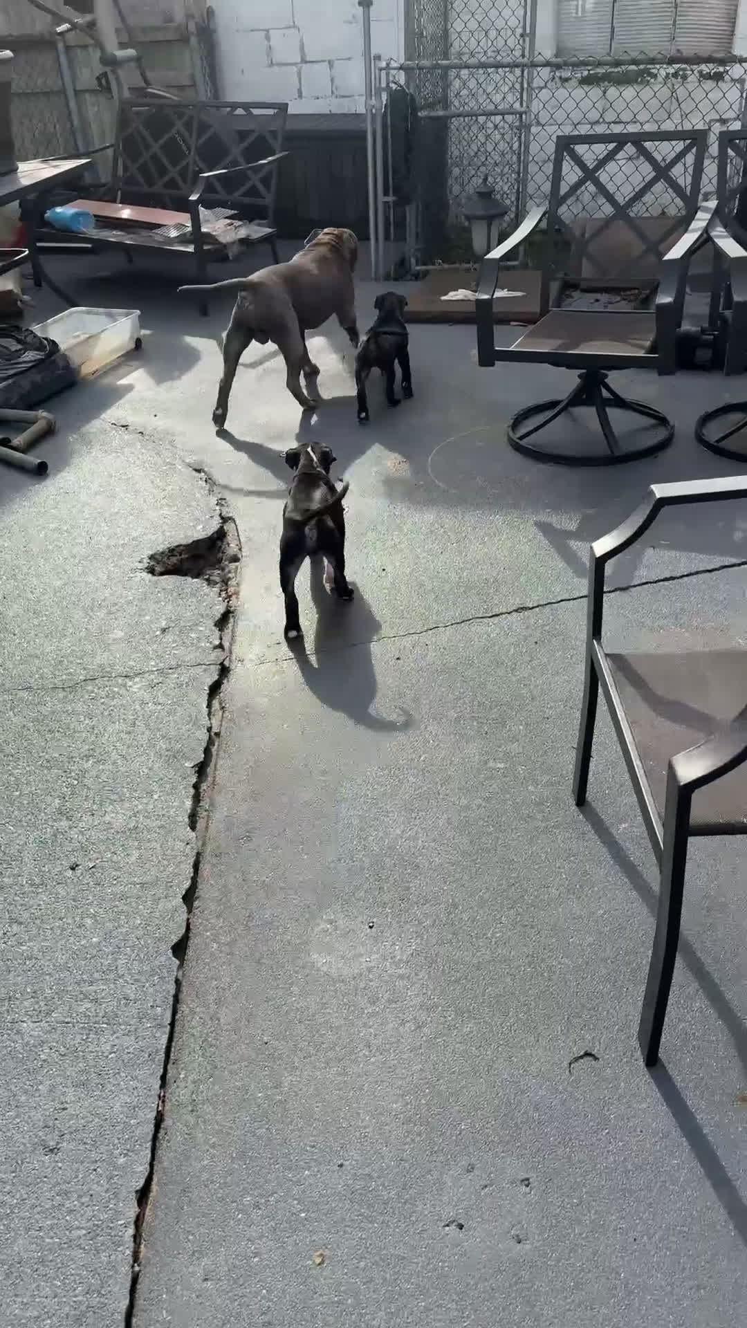 American Pit Bull Terrier dogs for sale: American Pit Bull Terrier Puppy 1 - Video 3