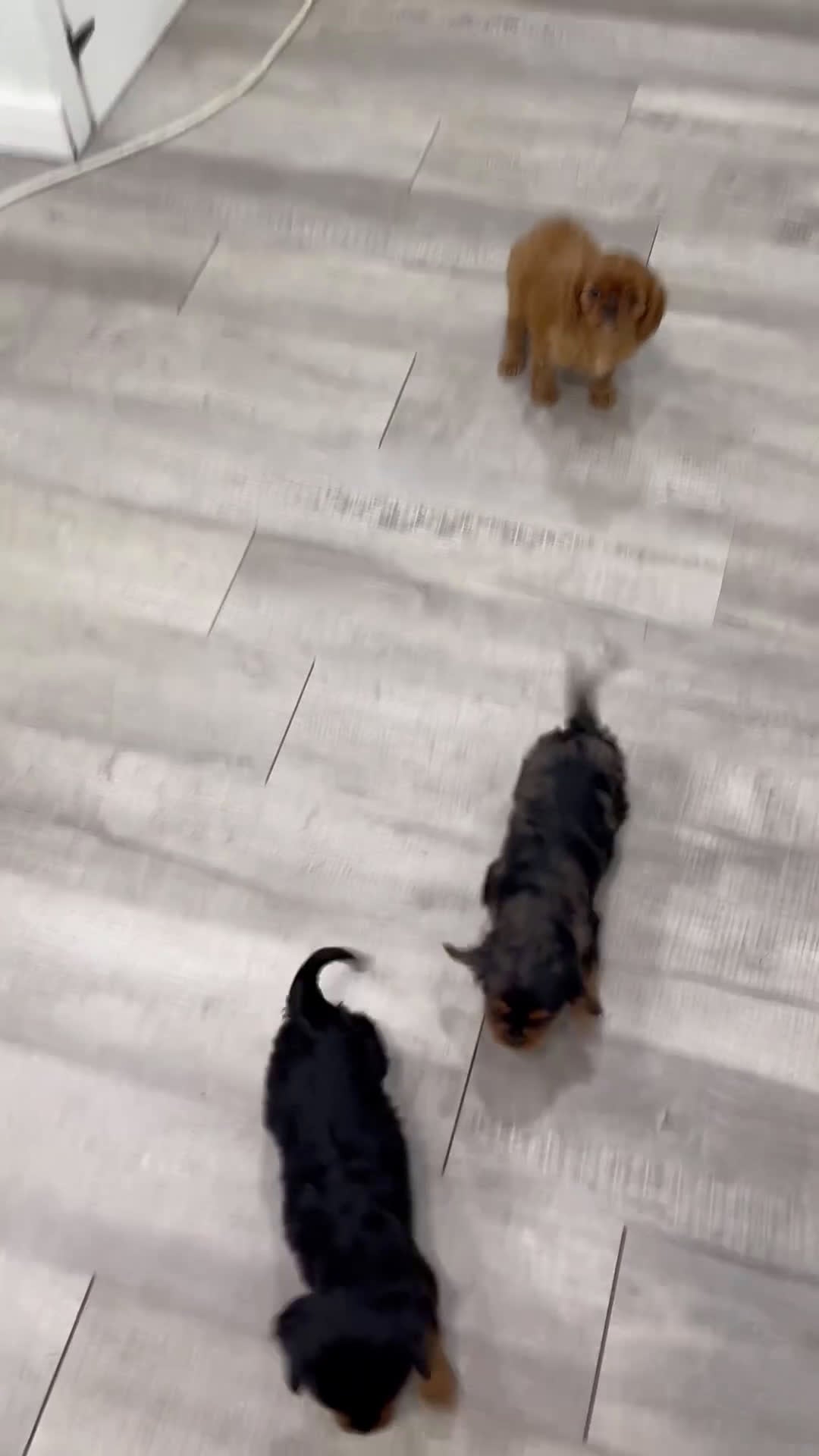 Cavalier King Charles Spaniel dogs for sale: Rocky - Video 1