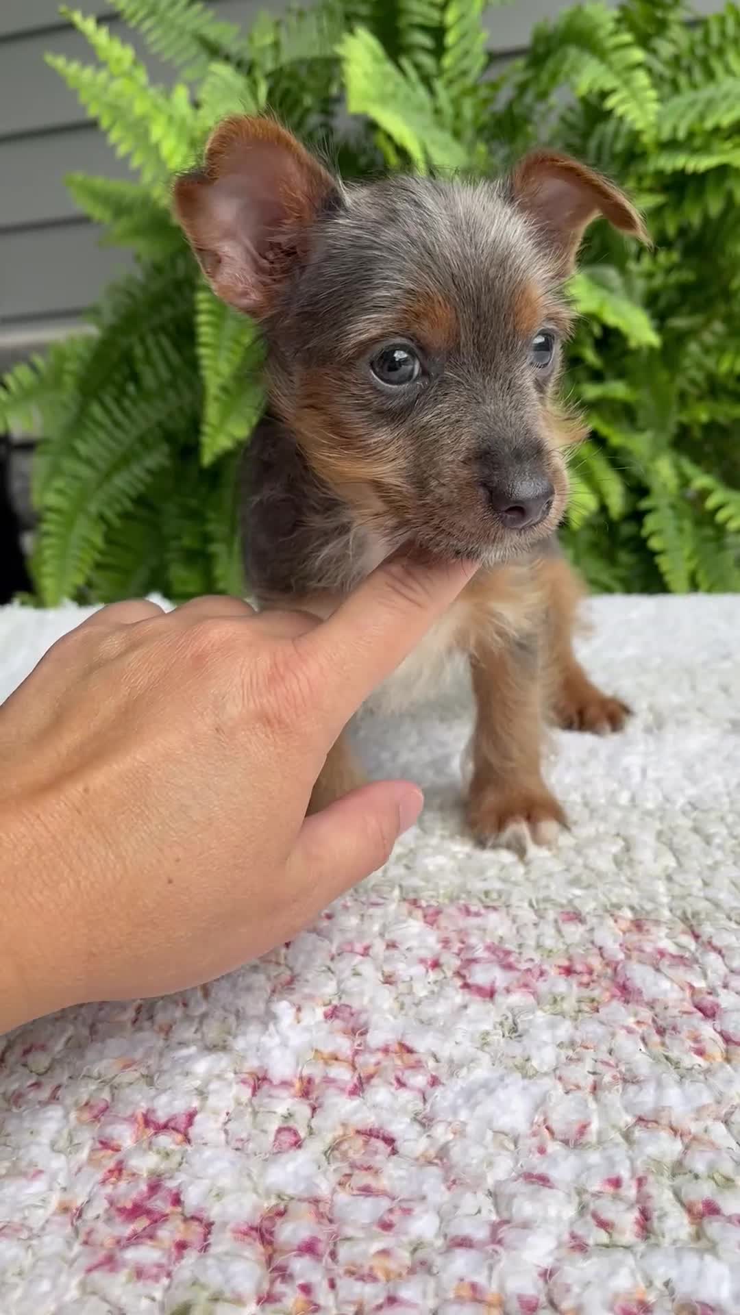 Yorkshire Terrier dogs for sale: Tinker - Video 1