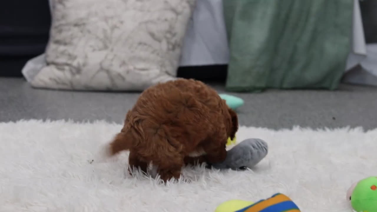 Cavapoo dogs for sale: Buddy - Video 1