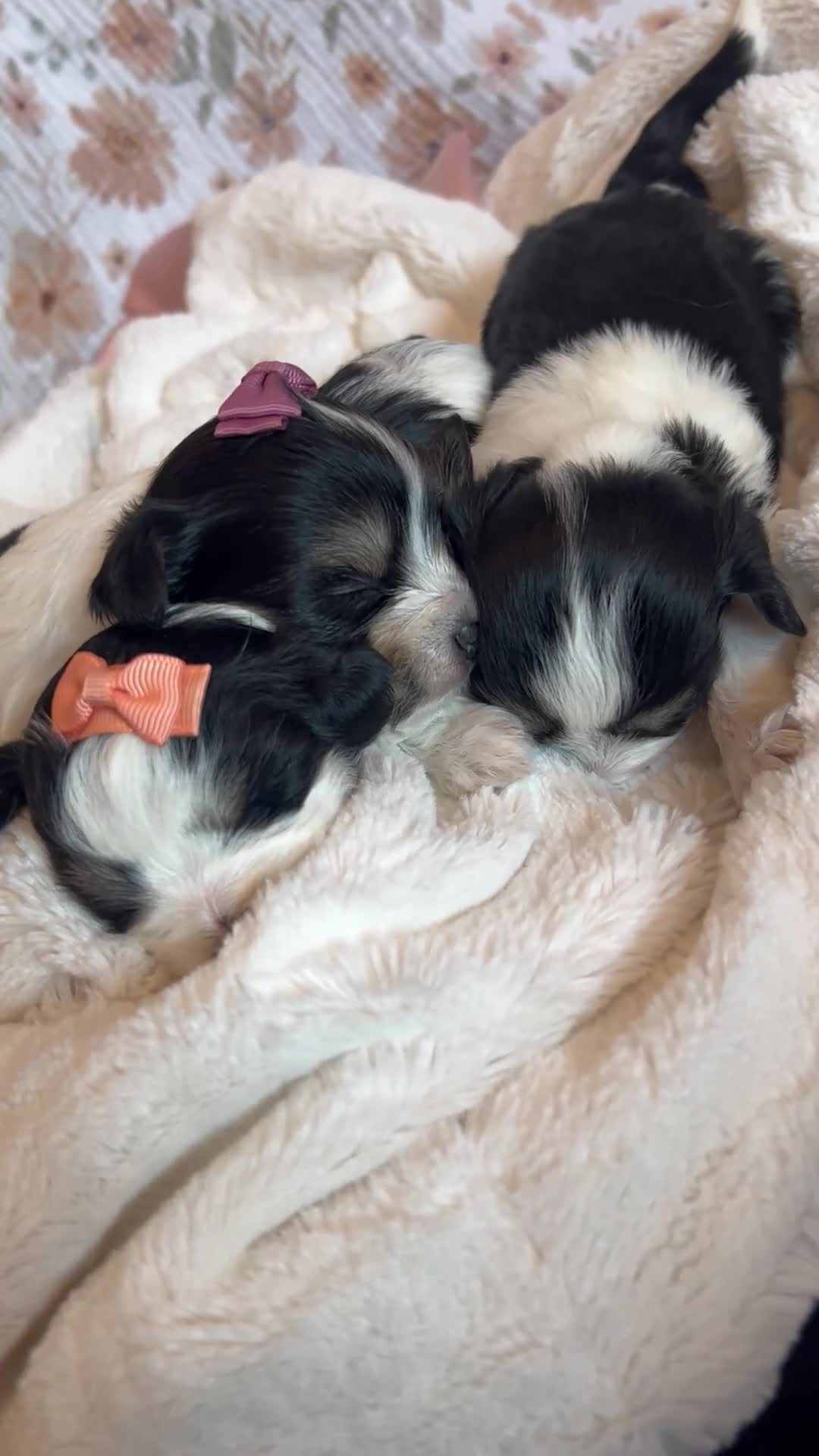 Morkie dogs for sale: Morkie 2 - Video 1