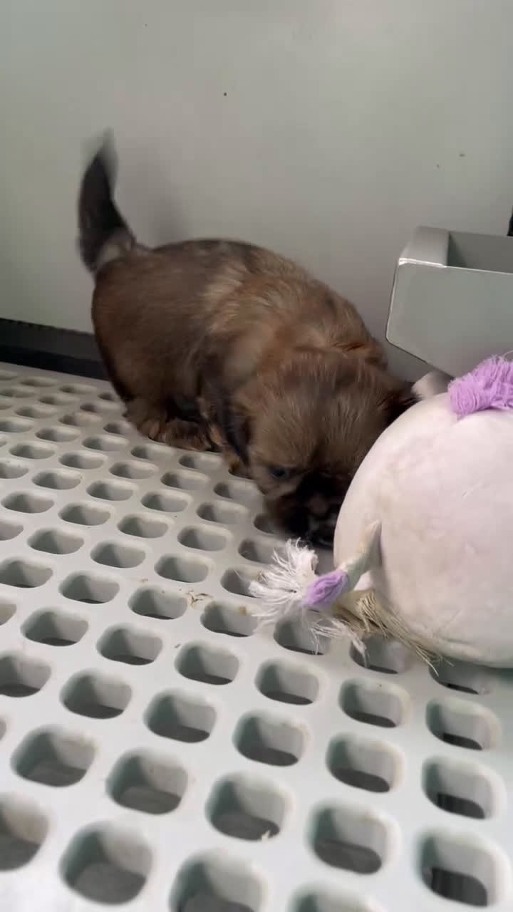 Shih Tzu dogs for sale: Taffy - Video 1