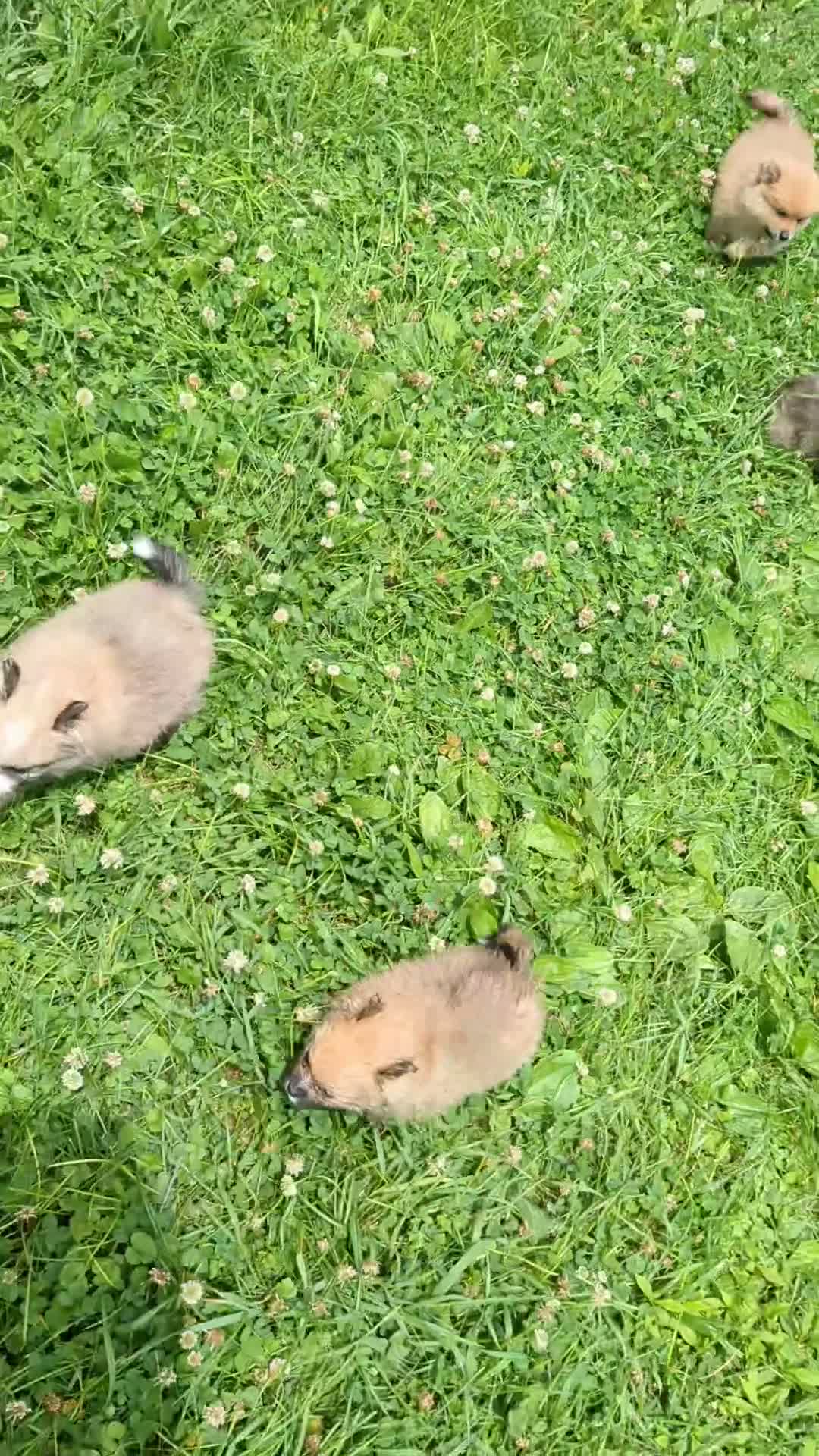 Mixed Breed dogs for sale: Mixed Breed 6 - Video 1