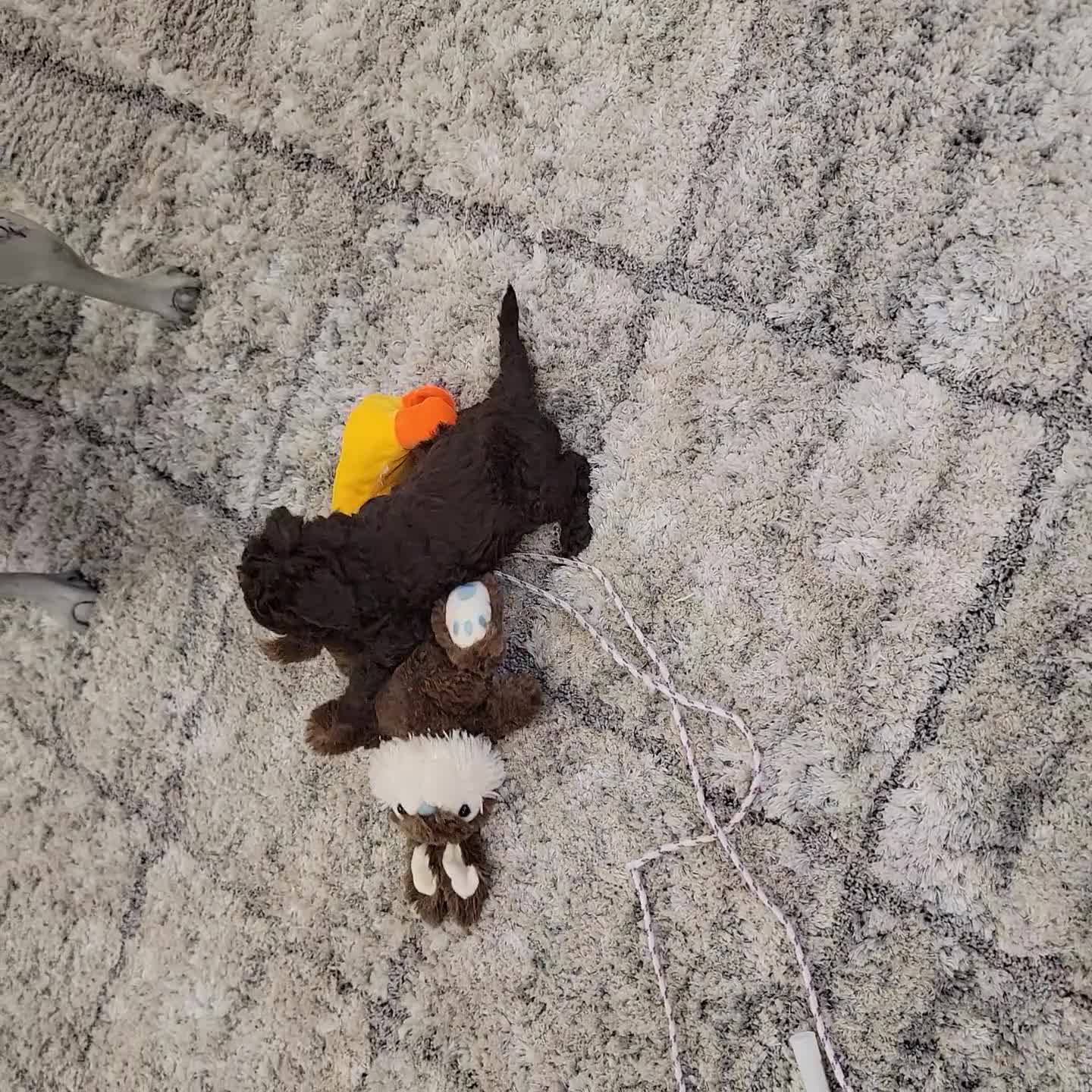 Cockapoo dogs for sale: Jan - Video 1