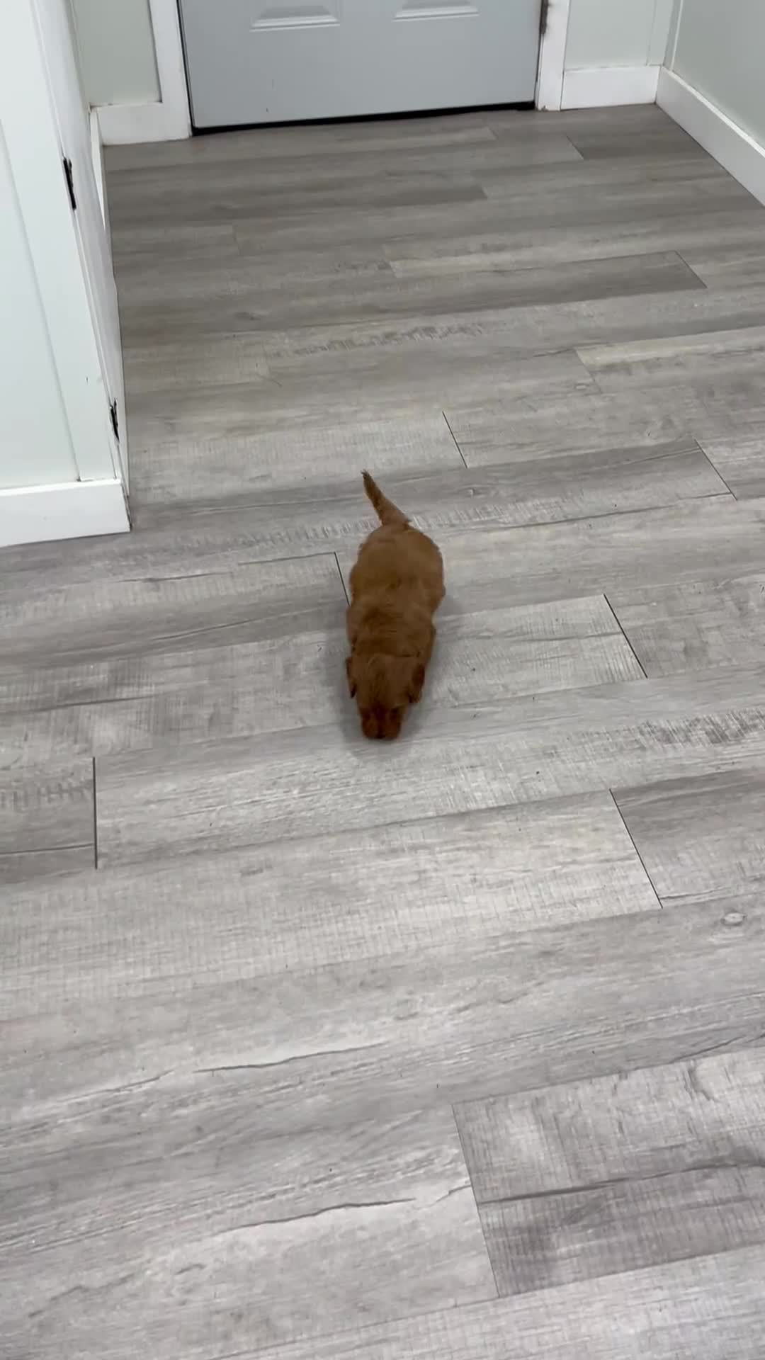 Mini Goldendoodle dogs for sale: Max - Video 1