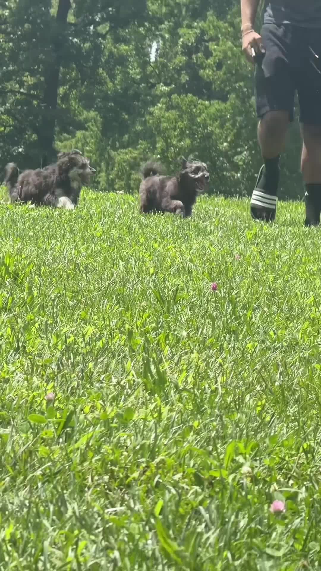 Pomapoo dogs for sale: Shadow - Video 1