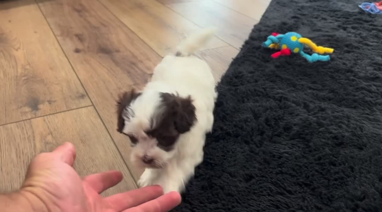 Havapoo dogs for sale: Trixie - Video 4