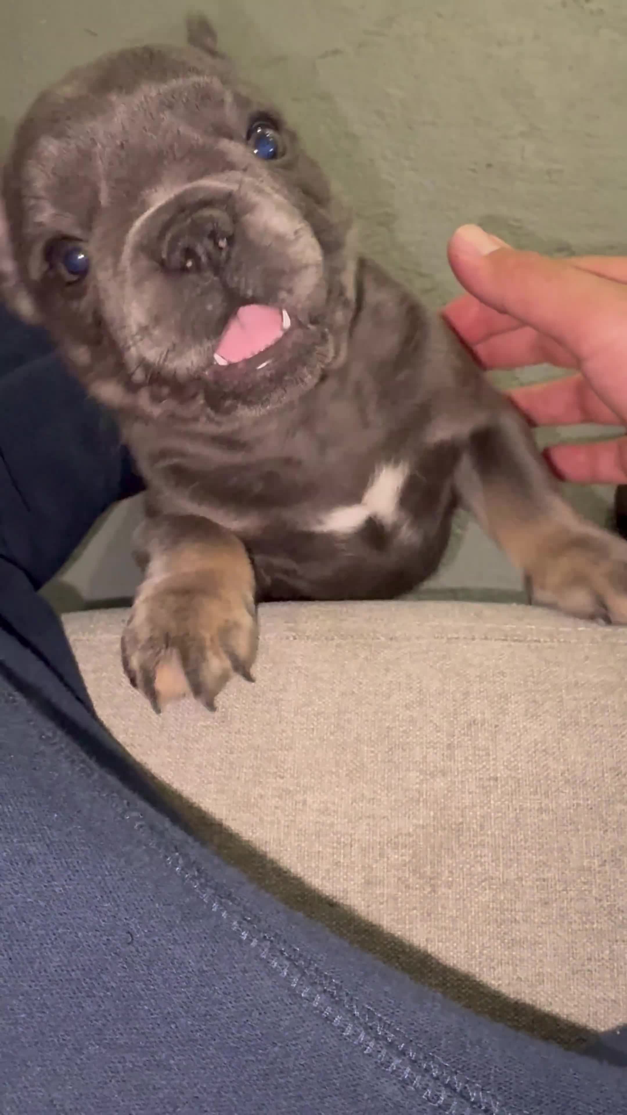 French Bulldog dogs for sale: French Bulldog Puppy 2 - Video 1