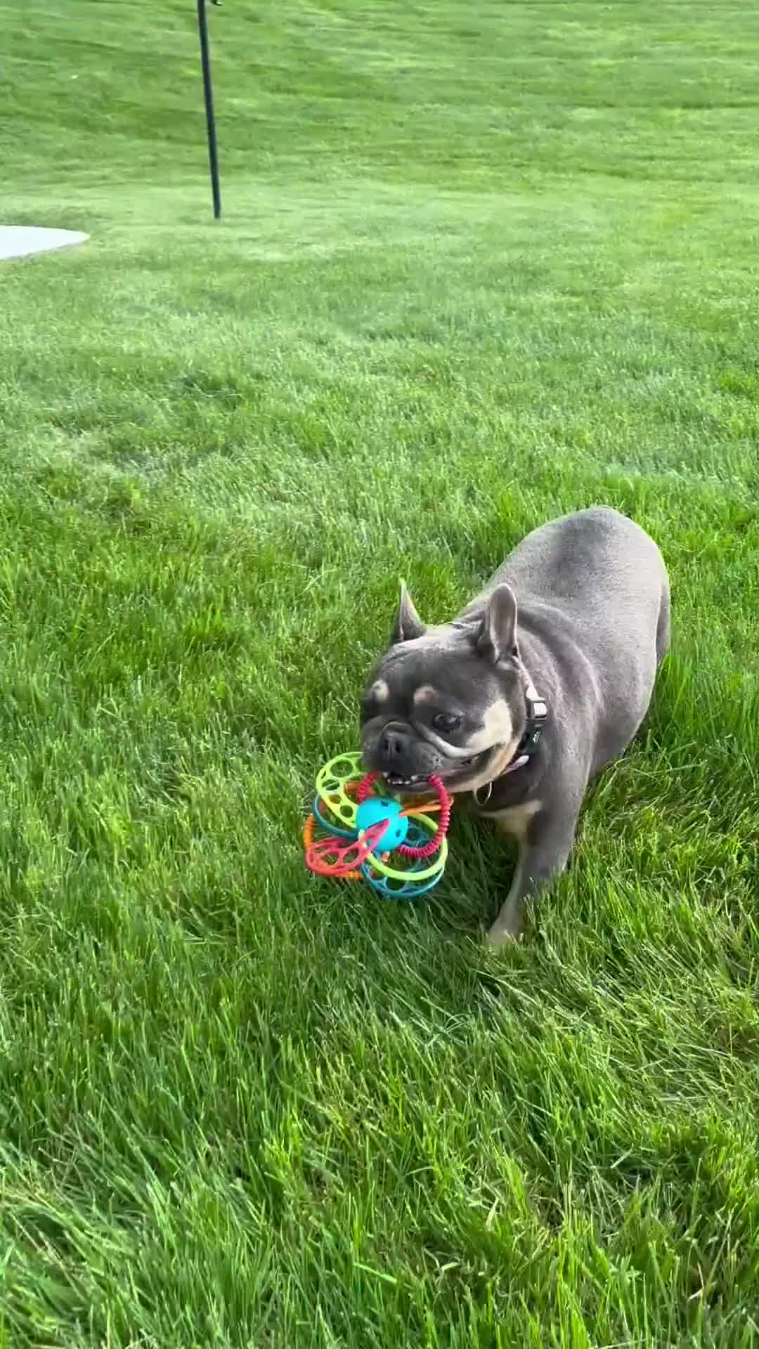 French Bulldog dogs for sale: Kelly - Video 1