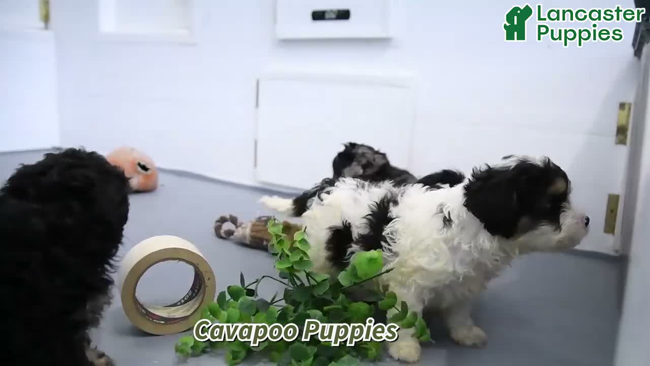 Cavapoo dogs for sale: Dasher - Video 1