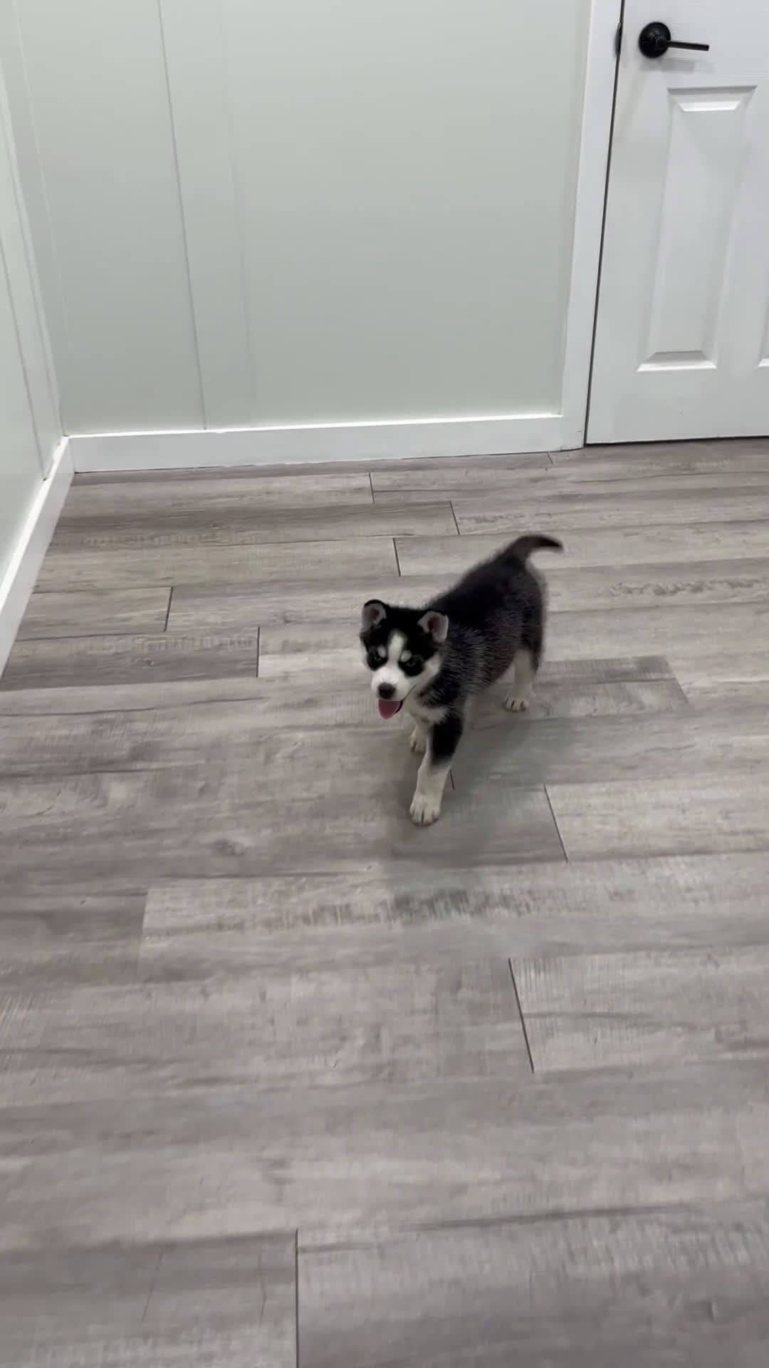 Siberian Husky dogs for sale: Sarge - Video 1