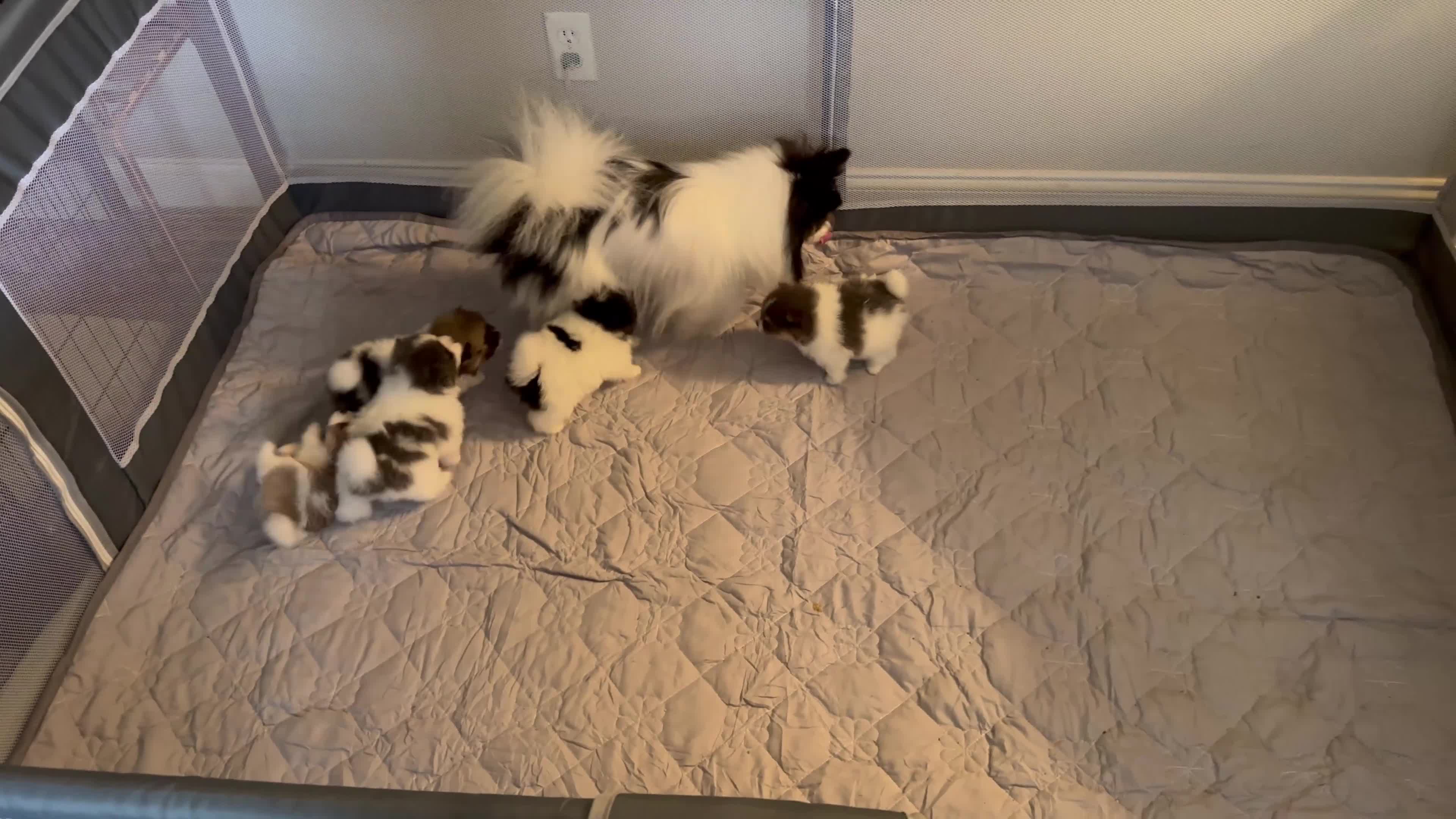 Pomeranian dogs for sale: AKC Liz - Video 1