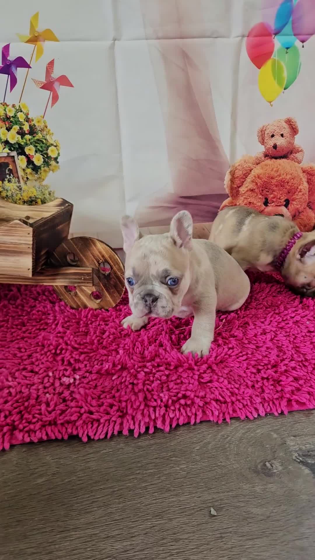 French Bulldog dogs for sale: French Bulldog Puppy 1 - Video 1
