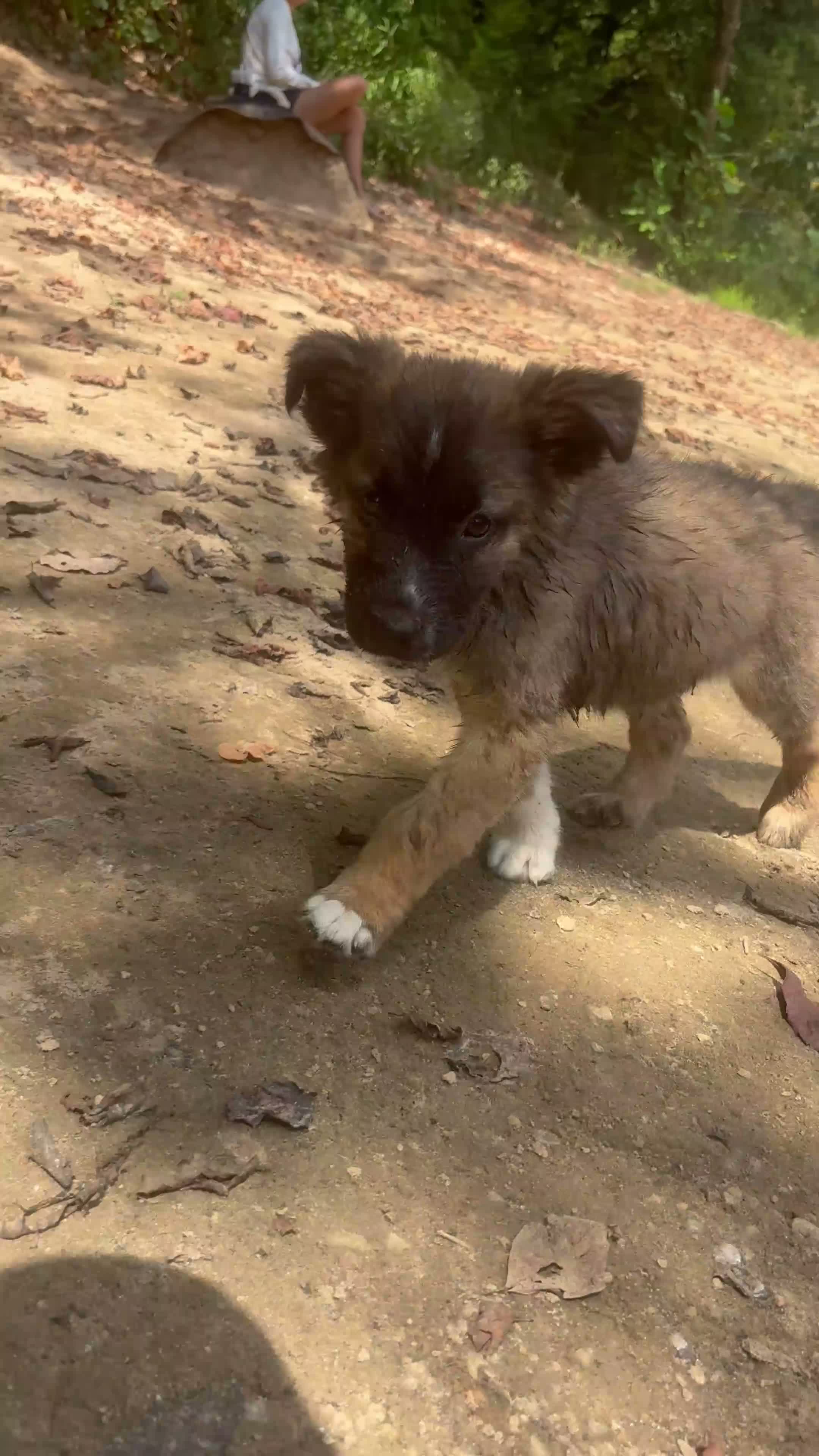 German Shepherd dogs for sale: German Shepherd 2 - Video 3
