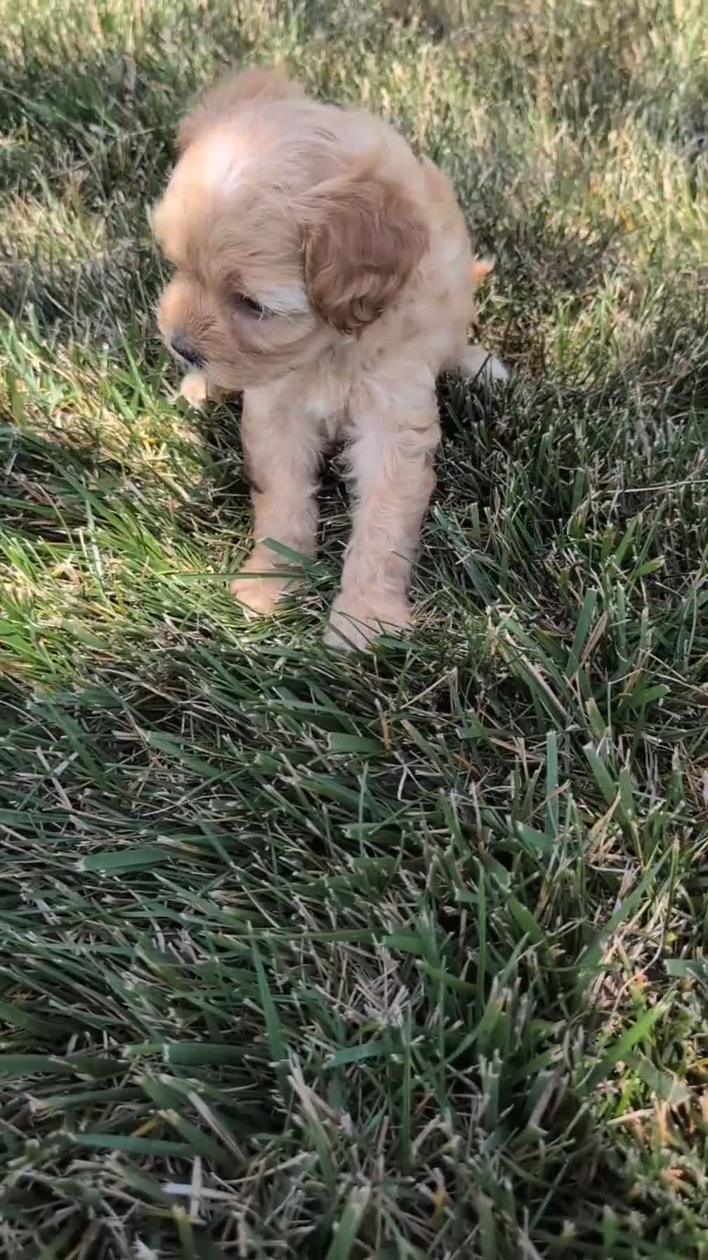Cavapoo dogs for sale: Malia - Video 1