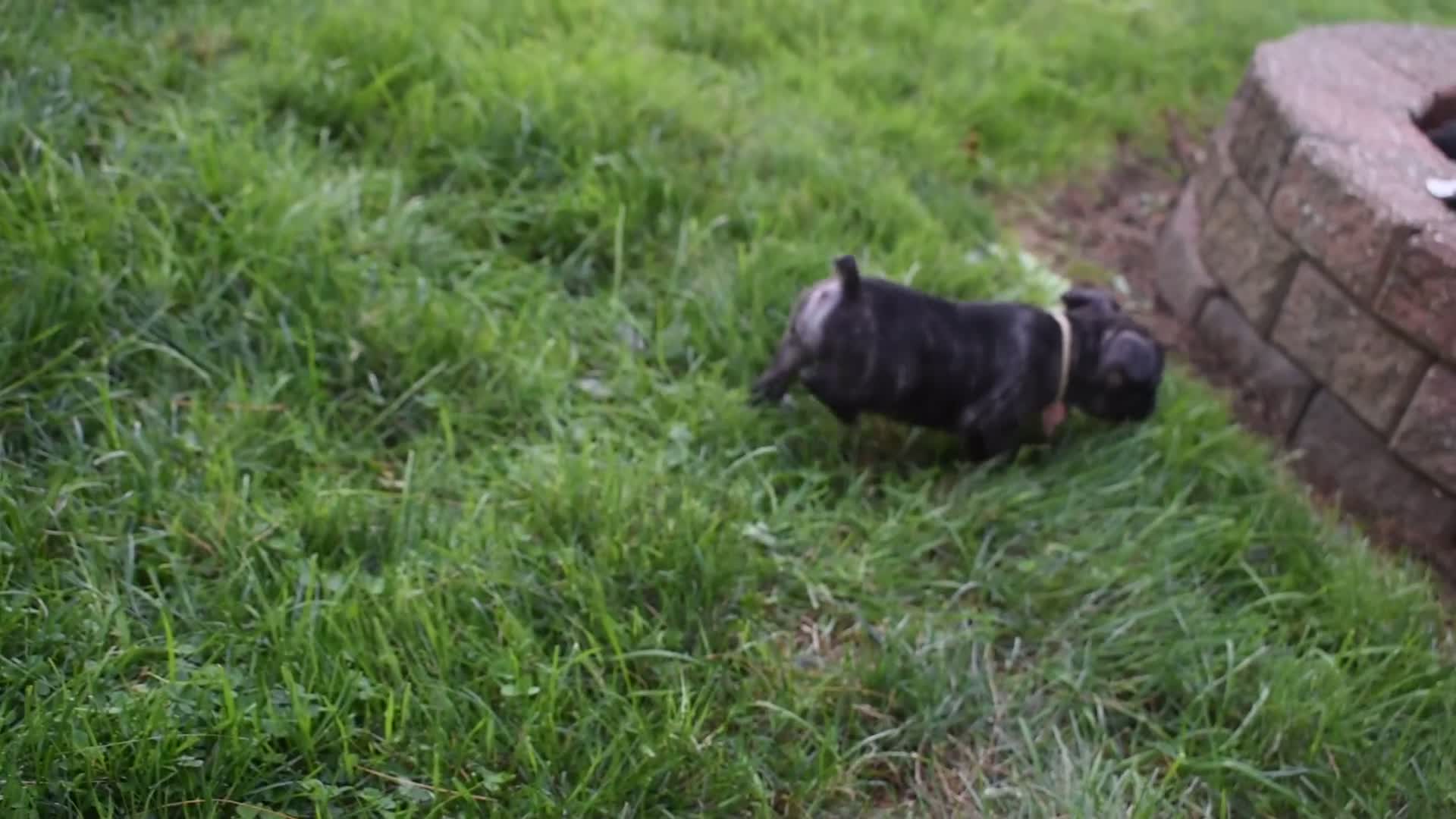 Frug dogs for sale: Mia - Video 1