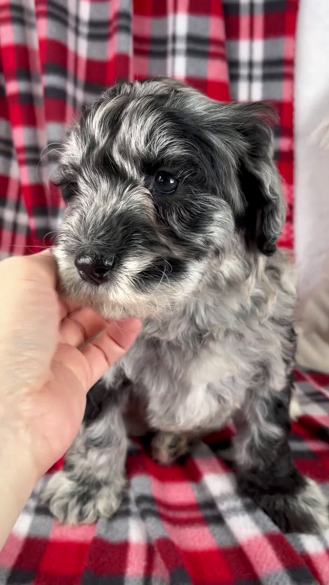 Schnoodle dogs for sale: Delilah - Video 1