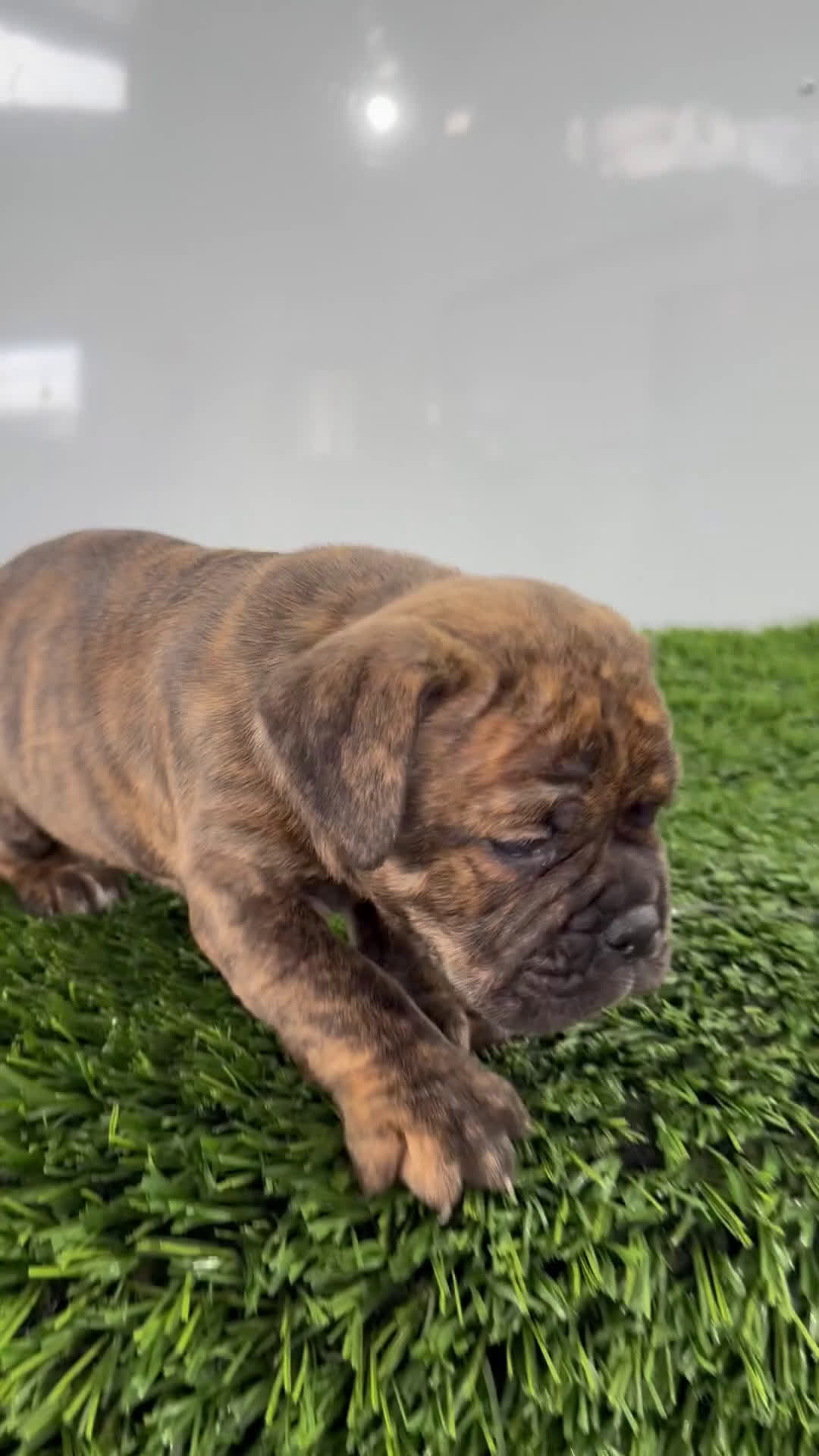 Olde English Bulldogge dogs for sale: Tilly - Video 1