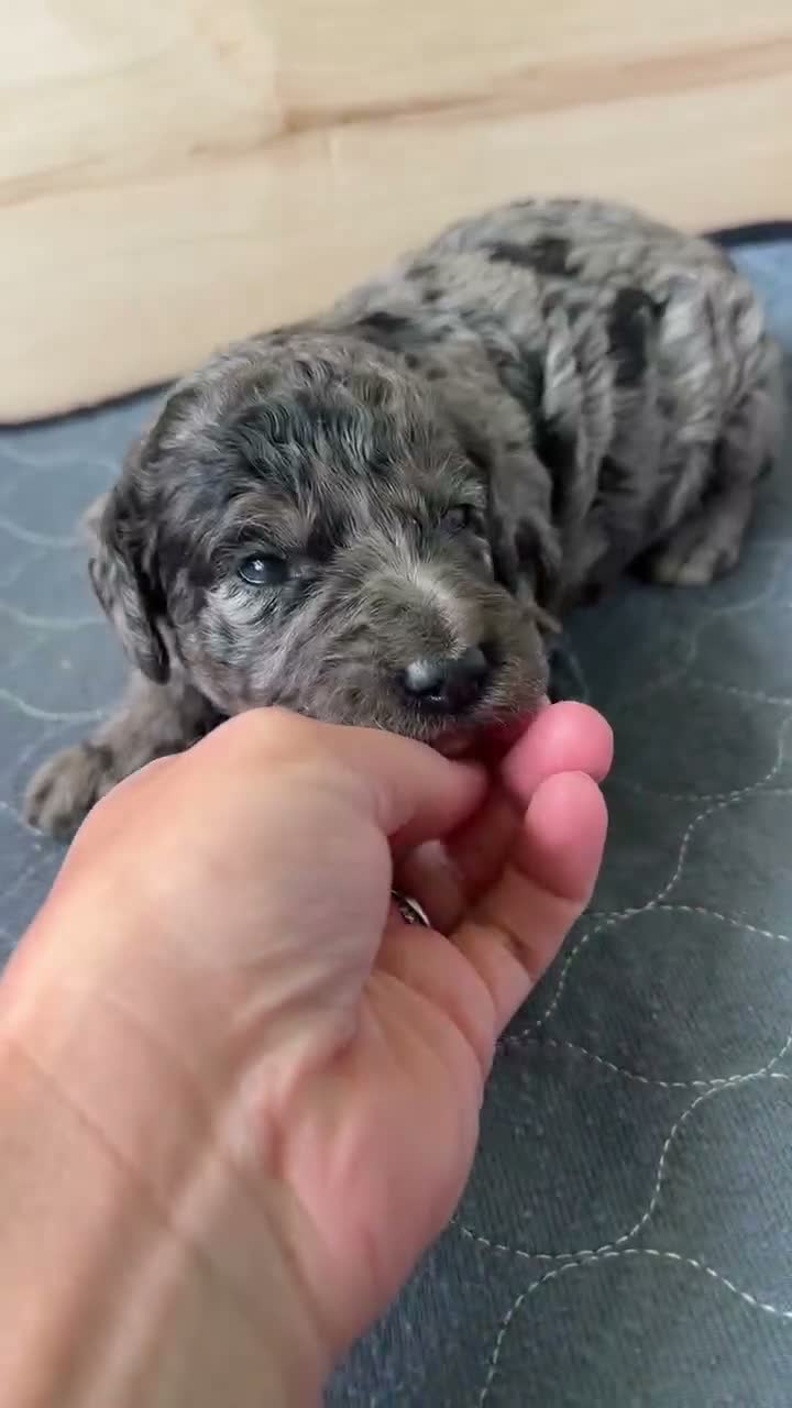 Bernedoodle dogs for sale: Sally - Video 1