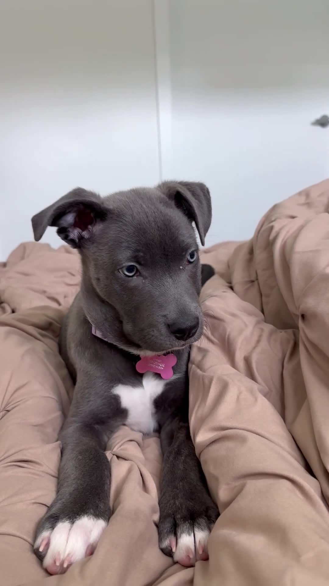 Mixed Breed dogs for sale: Tåsi - Video 2