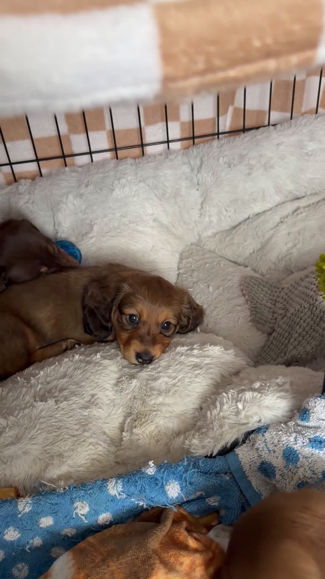 Dachshund dogs for sale: Oliver - Video 1