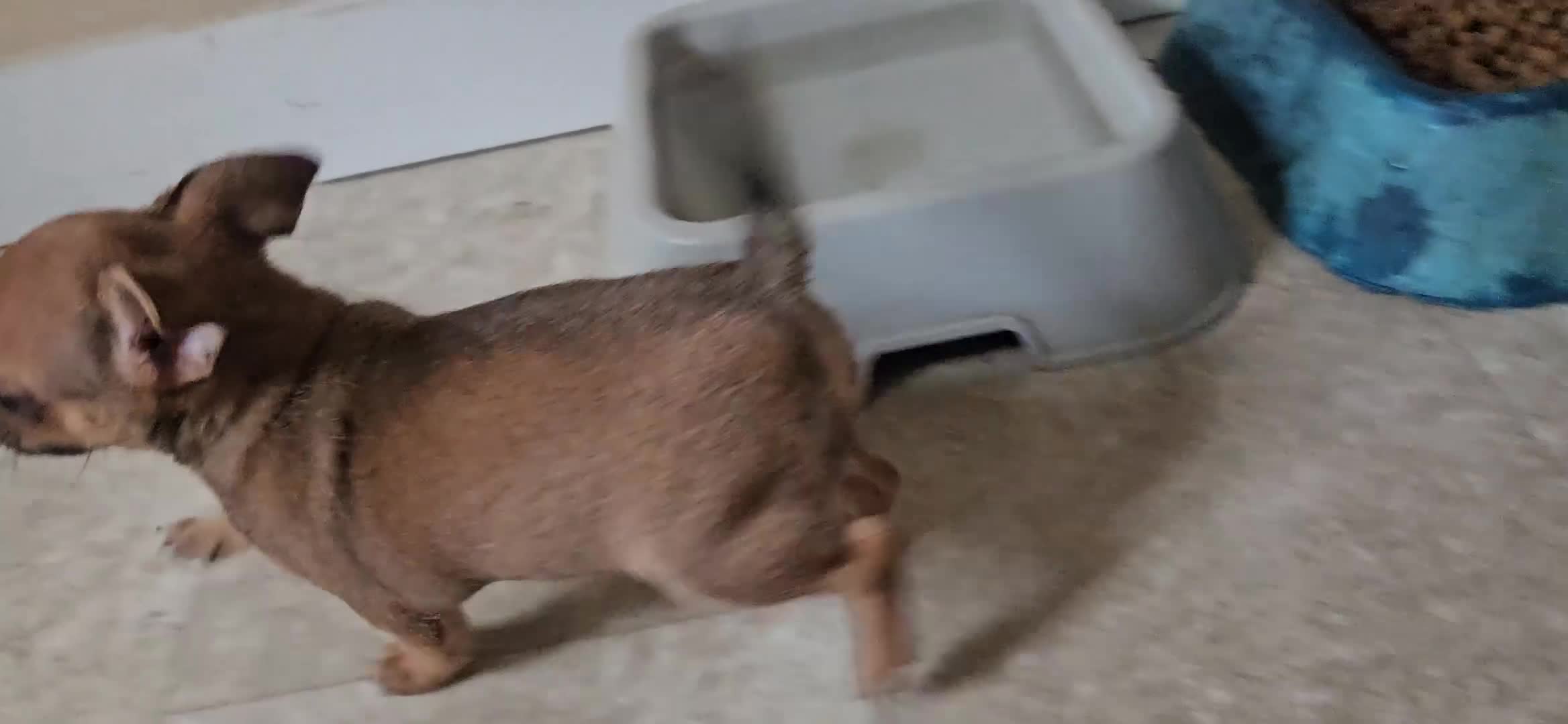 Chihuahua dogs for sale: Davey - Video 1