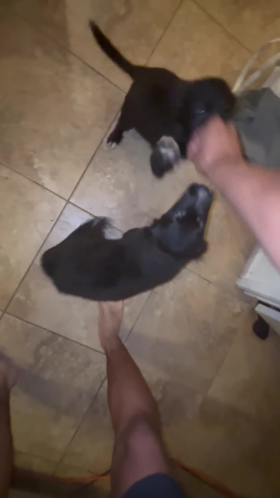 Mixed Breed dogs for sale: Mixed Breed Puppy 1 - Video 1