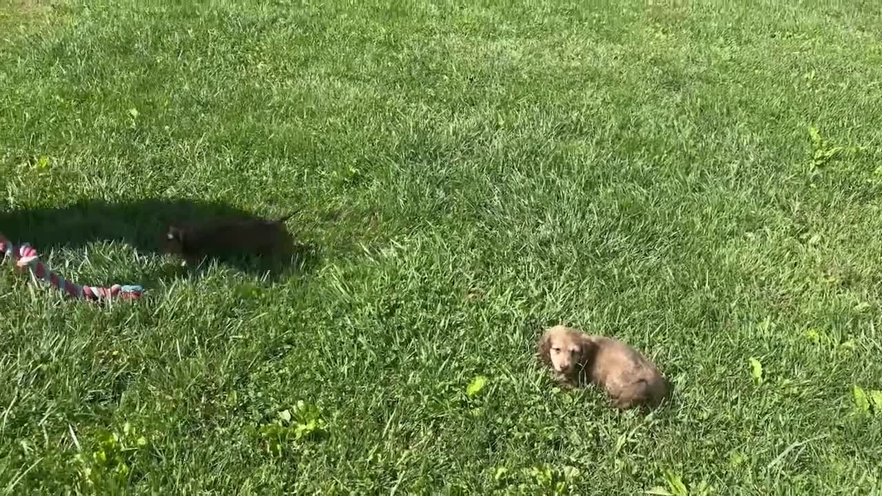 Miniature Dachshund dogs for sale: Zack - Video 1