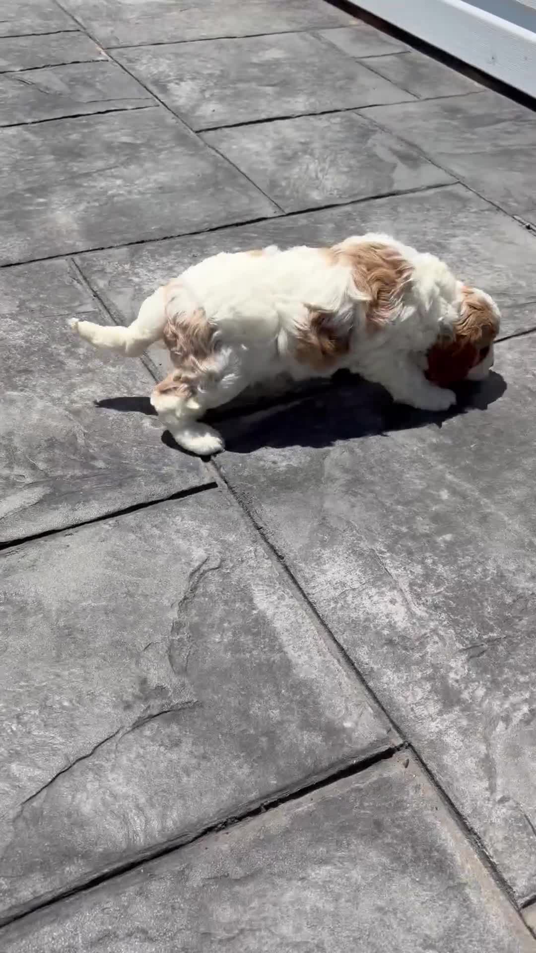 Cavapoo dogs for sale: Theo - Video 1