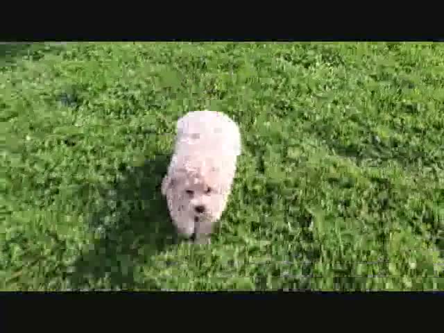 Shihpoo dogs for sale: Princess - Video 1