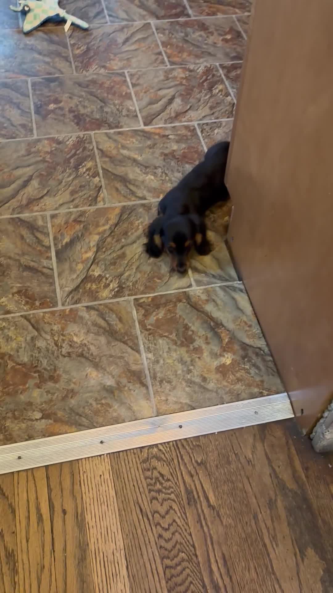 Miniature Dachshund dogs for sale: Miniature Dachshund Puppy 1 - Video 1