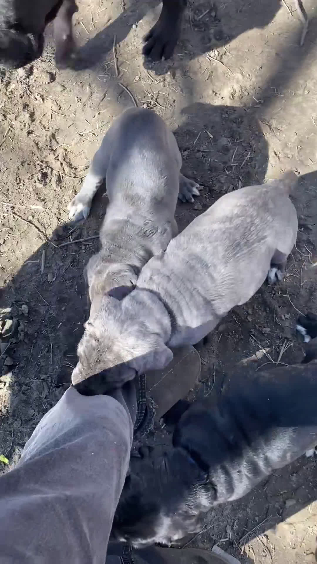 Cane Corso dogs for sale: Cane Corso Puppy 3 - Video 1