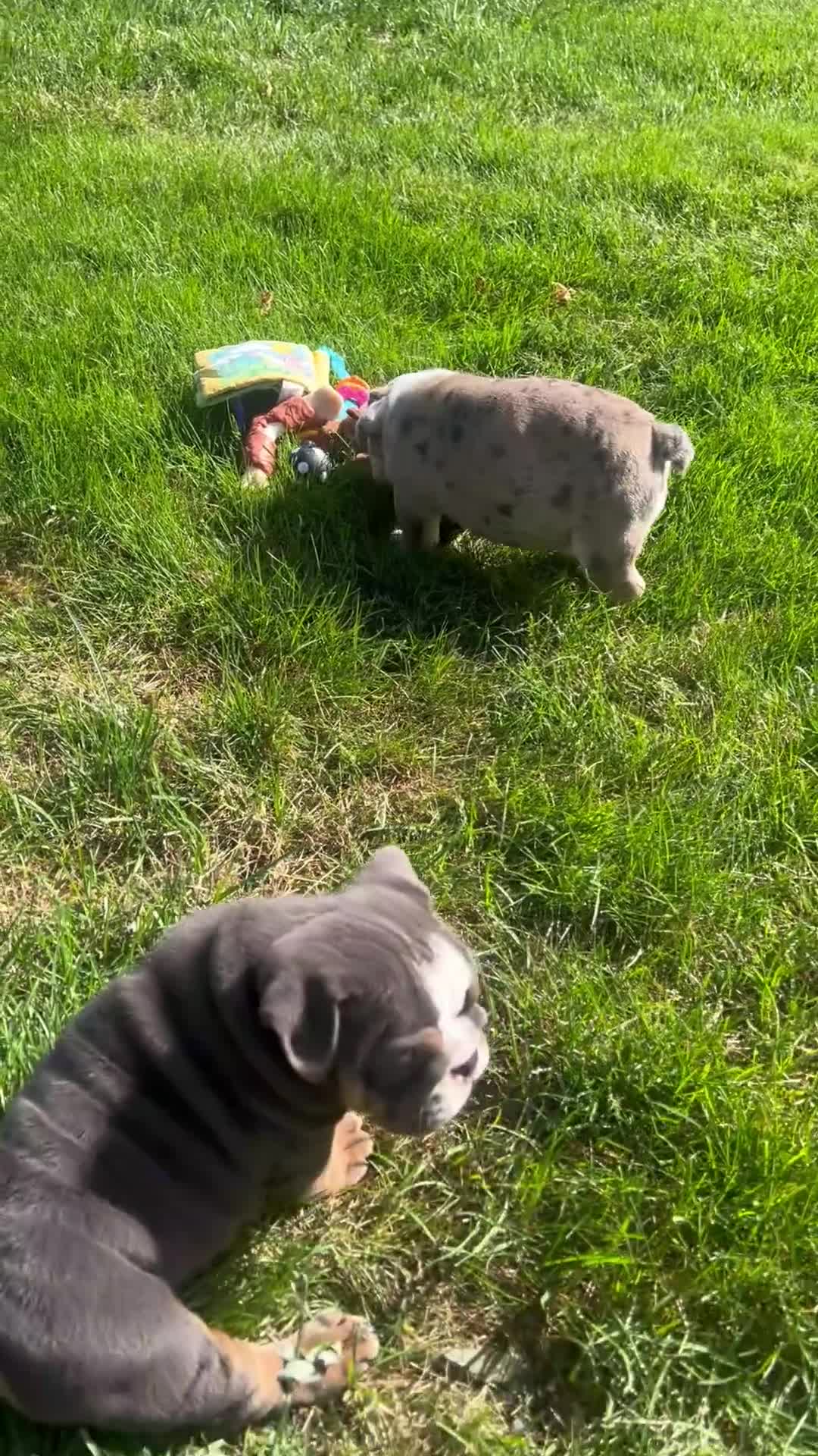 English Bulldog dogs for sale: Teresa - Video 1