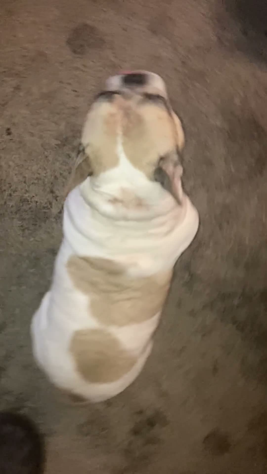 French Bulldog dogs for sale: Gizmac  - Video 1