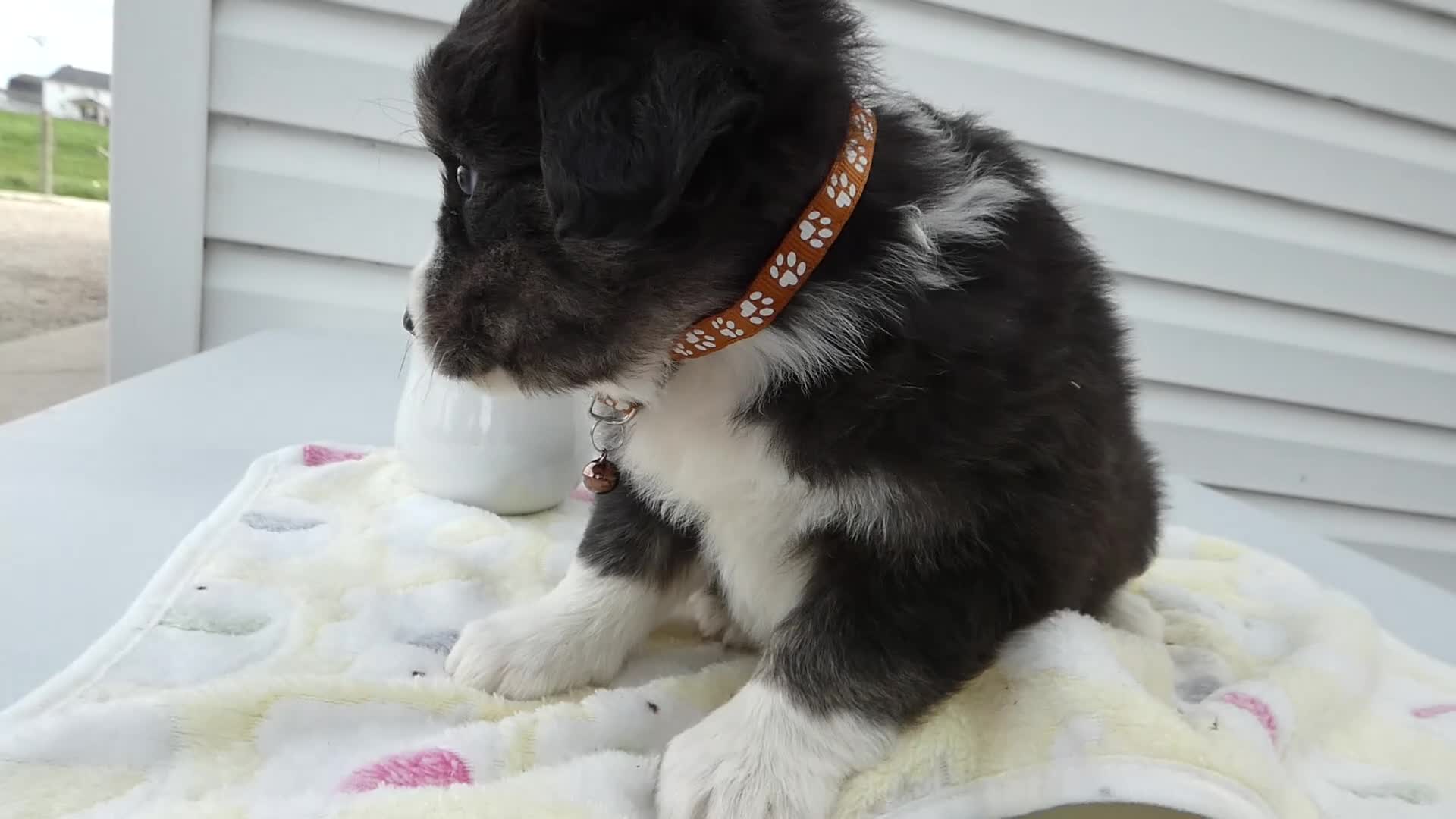 Miniature Australian Shepherd dogs for sale: Miniature Australian Shepherd Puppy 2 Bear - Video 1