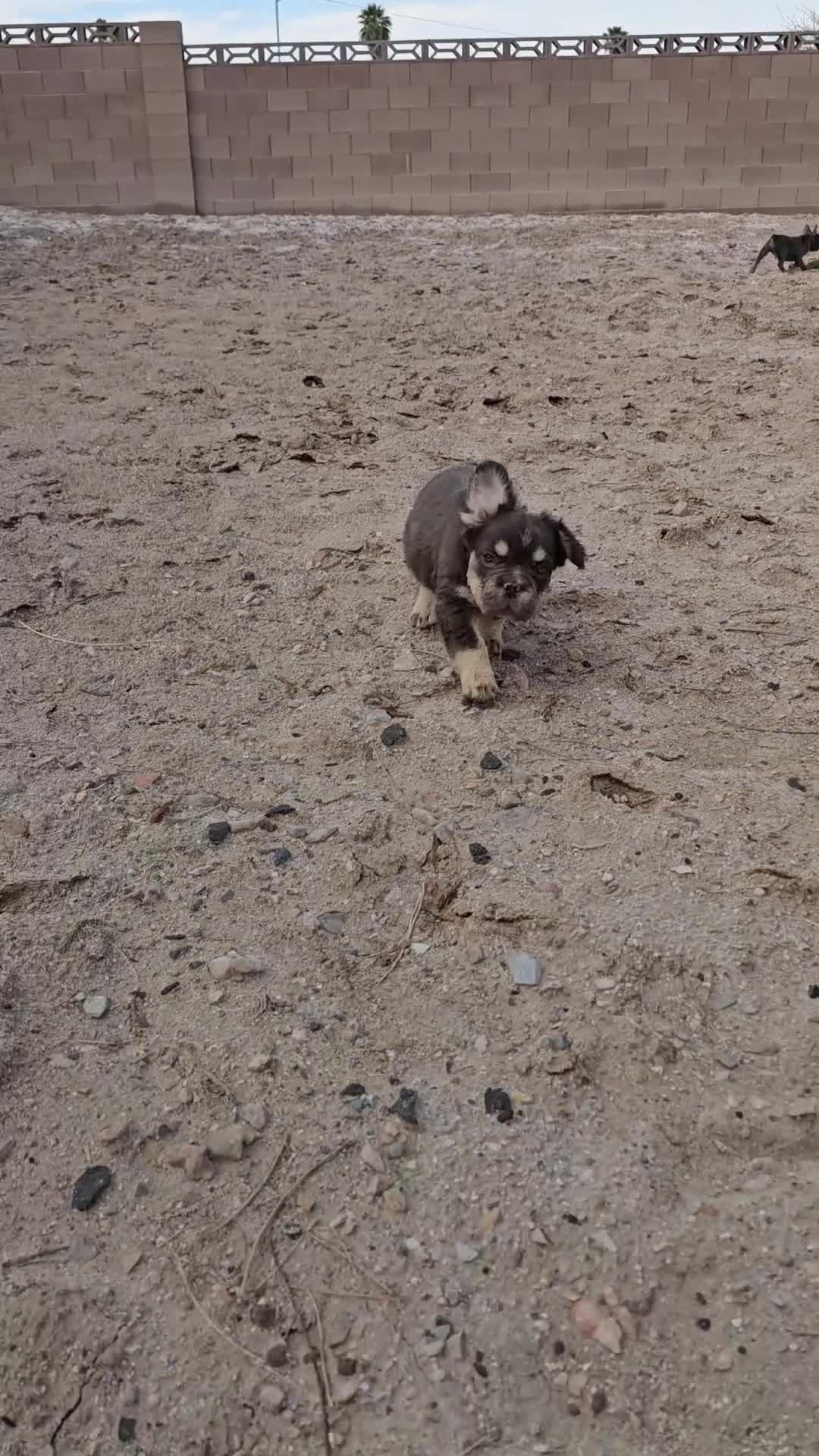 French Bulldog dogs for sale: French Bulldog Puppy 1 - Video 2